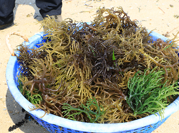 seaweed farming