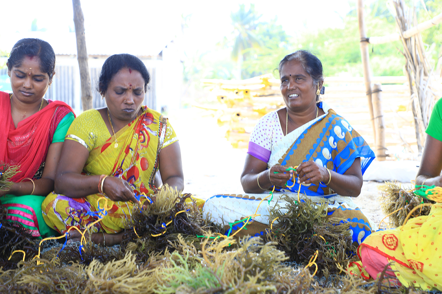 seaweed farming