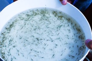 Effects of probiotics on ammonia degradation in vitro and in Pacific white shrimp ponds
