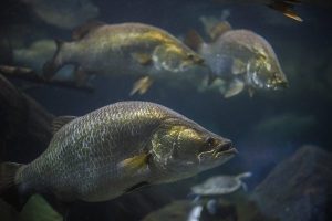 Single genetic test can now identify all strains of fish virus ISKNV