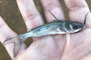 Growth performance of channel catfish fed diets with poultry corn byproduct meal