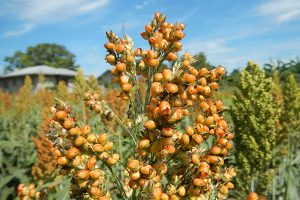 Sorghum is a potentially valuable aquafeed ingredient