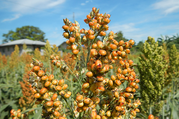 el sorgo