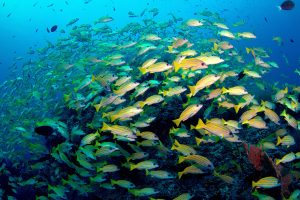 The hidden benefits and risks of partial protection for coral reef fisheries