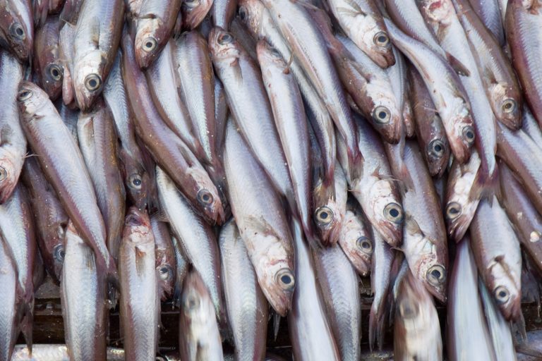 Article image for Frustrated aquafeed companies decry stagnant Northeast Atlantic blue whiting quota negotiations