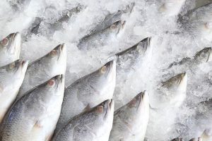 What the COVID-19 pandemic taught us about seafood fraud