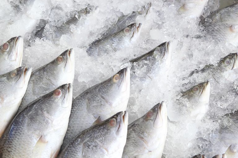 Article image for What the COVID-19 pandemic taught us about seafood fraud