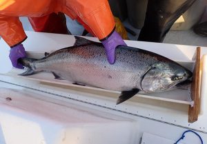 Study: Hatchery and fisheries management changes could help stabilize California’s Chinook salmon
