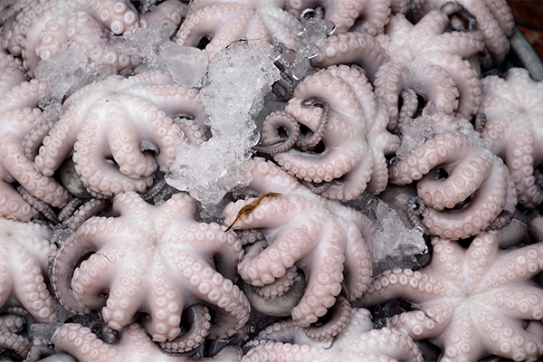 Article image for Research explores how international policy can best impact cephalopods