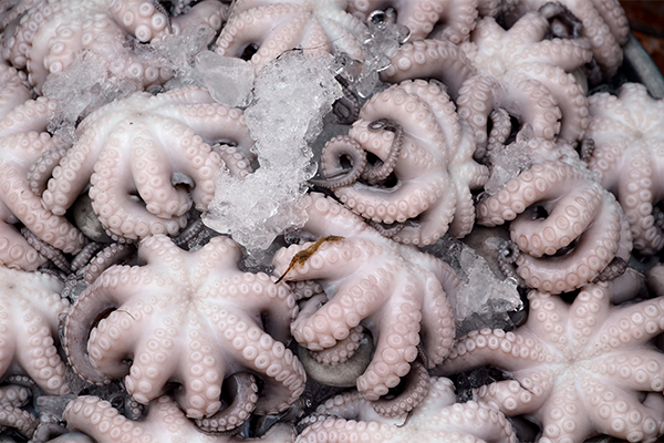 octopus fishery