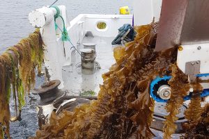 Project seeks to ‘fill knowledge gaps’ about potential toxins in kelp and seaweed