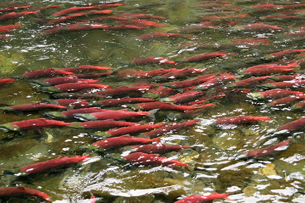 Article image for EPA bans Pebble Mine project to protect ‘valuable’ wild salmon fisheries in Alaska’s Bristol Bay