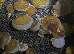 Study: Ocean acidification and ocean warming hinder juvenile Atlantic sea scallop growth