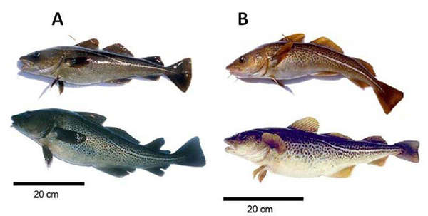 Article image for Experts propose new Atlantic cod stock structure to inform fisheries management