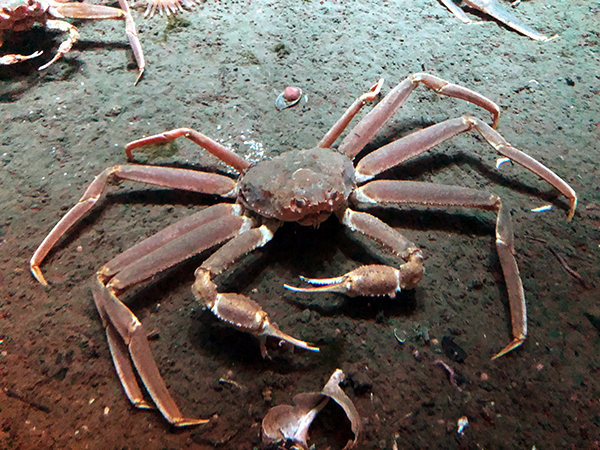 Article image for Marine byproduct-based bait performs well in Barents Sea snow crab fishery