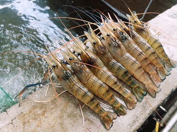 prawn farming