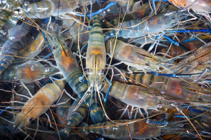 Can this breeding technique breathe new life into giant freshwater prawn farming?