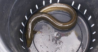 European eels