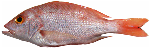 Comparing DNA extraction protocols from biological tissues of Caribbean red snapper