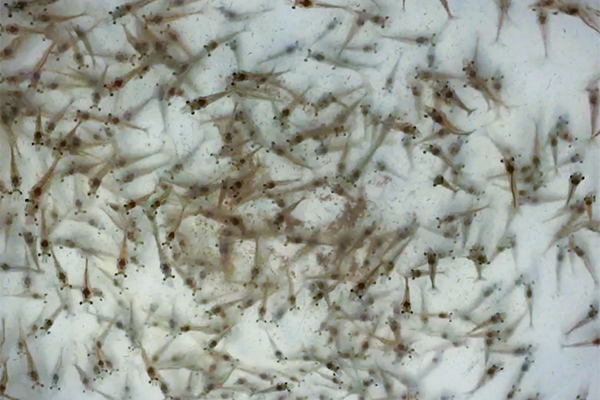 Article image for Effects of a multi-species probiotic on Pacific white shrimp growth, resistance against Vibrio parahaemolyticus