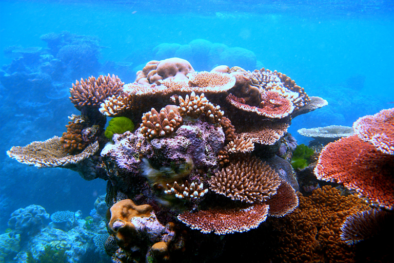 Article image for A case study of coral aquaculture on Australia’s Great Barrier Reef