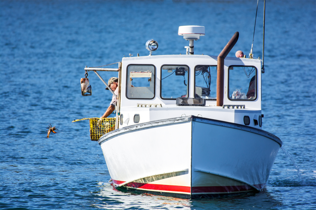 Article image for Balancing protection and production: Diving into the North Atlantic right whale conflict with lobster and crab fishing