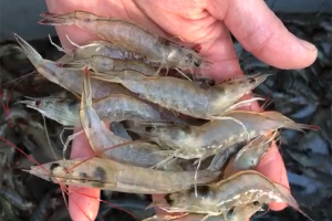 Differences in intestinal microbiota in Pacific white shrimp from greenhouse and aquaponic systems