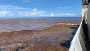NOAA to collect samples from ‘unprecedented’ bloom in the Great Atlantic Sargassum Belt