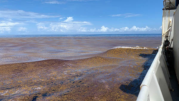 Article image for NOAA to collect samples from ‘unprecedented’ bloom in the Great Atlantic Sargassum Belt