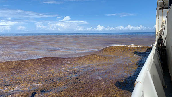 Sargassum belt