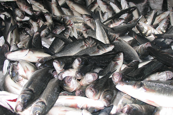 Article image for Fermenting fish byproducts and citrus peels for use in aquafeeds