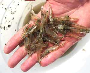 Apparent digestibility of six novel protein sources in Pacific white shrimp diets