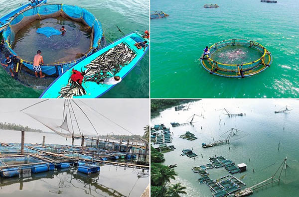 Article image for Study: Mariculture offers economic benefits for India’s coastal regions
