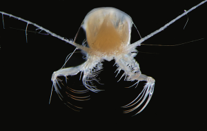 Researchers examine the impact of climate change on zooplankton