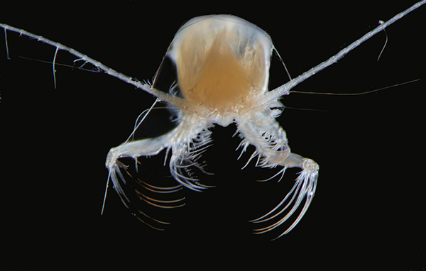 Article image for Researchers examine the impact of climate change on zooplankton