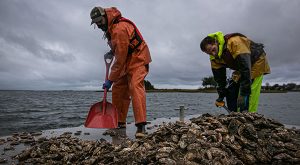 The Nature Conservancy and Pew team up to support oyster aquaculture, restoration