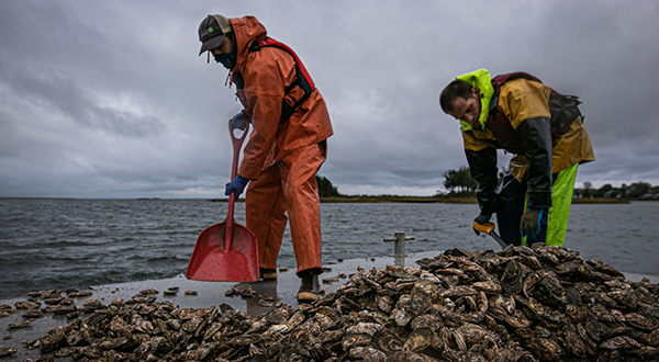 Article image for The Nature Conservancy and Pew team up to support oyster aquaculture, restoration