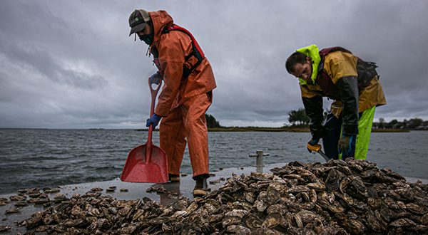 oyster aquaculture