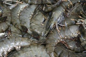 Study finds ‘great potential’ in alternatives to antibiotic use in aquaculture