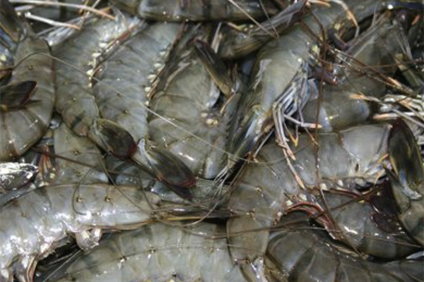 Article image for Study finds ‘great potential’ in alternatives to antibiotic use in aquaculture