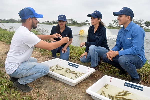 Article image for Is ‘technology-verified storytelling’ the new way to sell responsibly sourced shrimp?