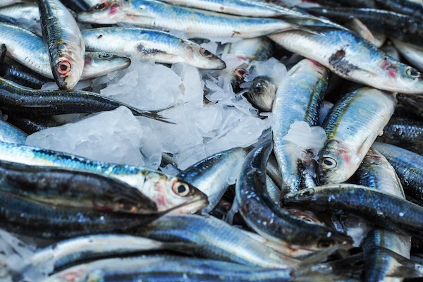 Article image for Cargill and Skretting join $100 million global fisheries-improvement initiative