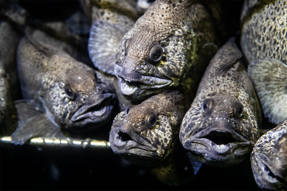 Article image for How spotted wolffish could be the ‘whitefish of the future’