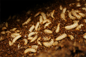 Black soldier fly larvae meal producers get innovative, collaborative