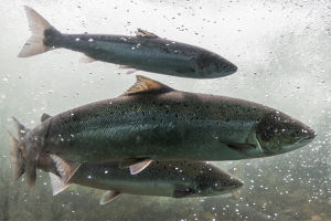 British Veterinary Association to explore aquaculture, wants to ‘futureproof’ the sector