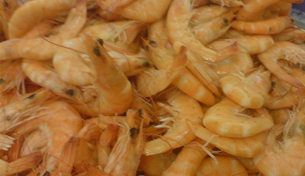 Subproducto de camarón marrón