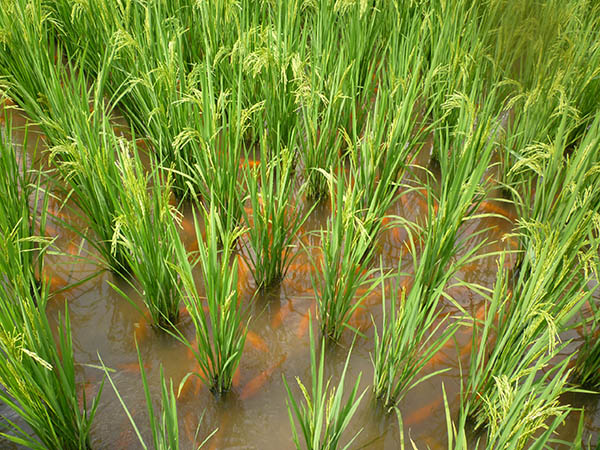 Article image for Study: Aquaculture in rice paddies can help meet global food security demands