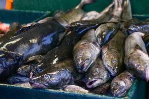 Distinct stocks of Atlantic cod face different climate change challenges