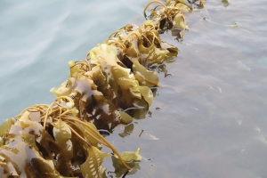 ¿Puede el cultivo de kelp arreglar el planeta? Los expertos opinan sobre las promesas y las dificultades