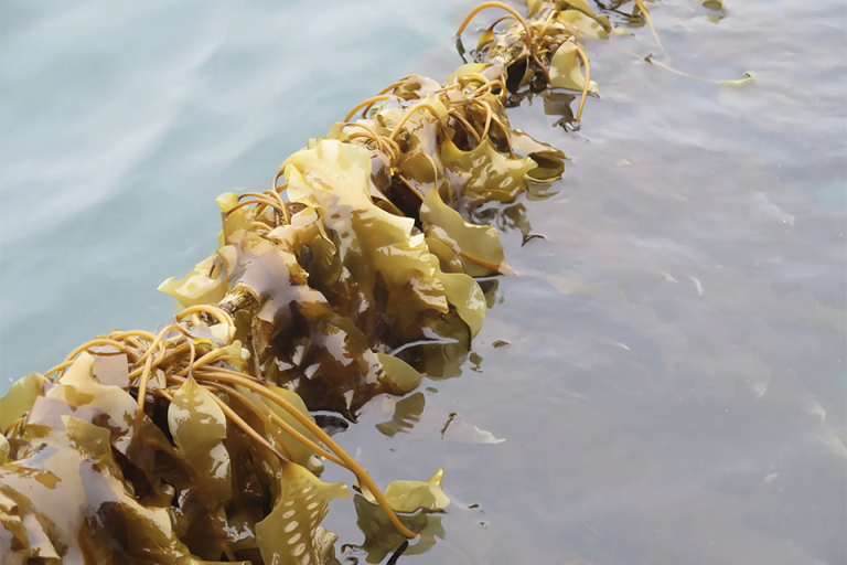 Article image for ¿Puede el cultivo de kelp arreglar el planeta? Los expertos opinan sobre las promesas y las dificultades